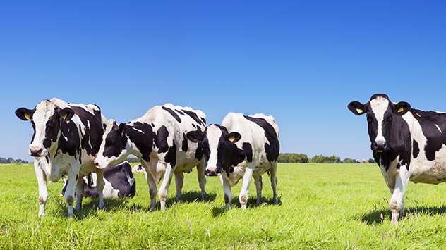 Kühe stehen auf einer Weide