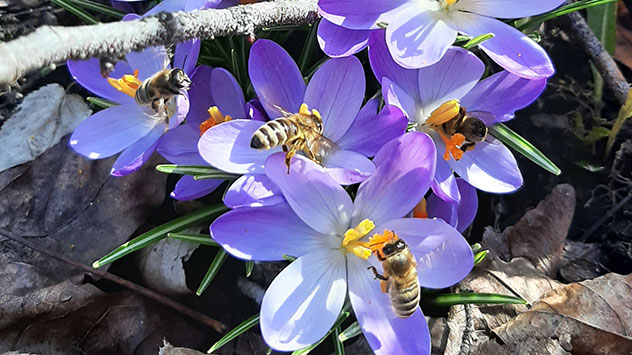 Hummeln und Bienen