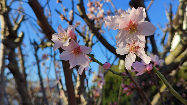 Mandelblüte in Eppelheim