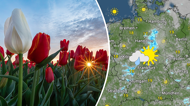 Links: Tulpenfeld bei Sonnenaufgang. Rechts: Das WetterRadar für Donnerstag.