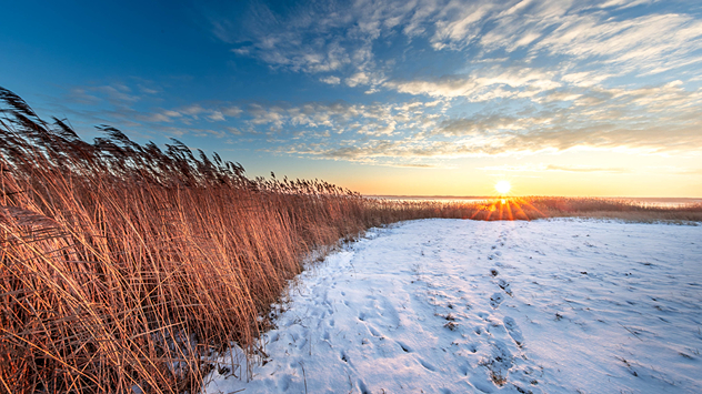 Verschneiter Pfad neben Schilf bei tief stehender Sonne. Winterlandschaft im Abendlicht.