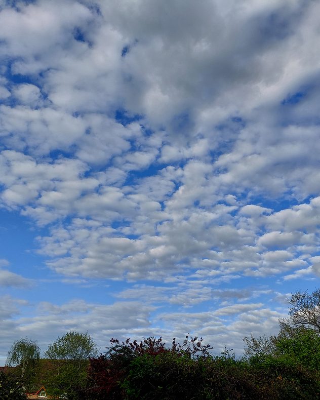 Sky filled with scattered altocumulus clouds forming a textured pattern of small white cloud patches against a bright blue background above trees.