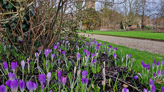 Purple crocus flowers emerging from soil beside a garden path, with green grass and shrubs in the background.
