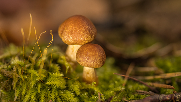 © Daniela Böhme via Uploader