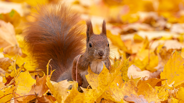 © Klaus Haase via Uploader