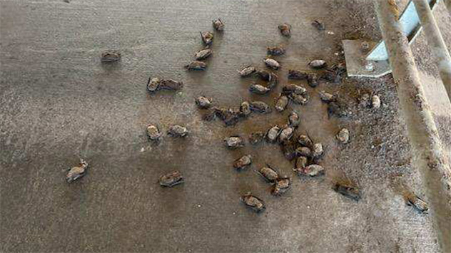 Fledermäuse liegen in Texas auf dem Boden