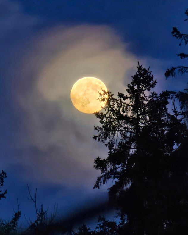 Large full moon glowing through thin cloud halo against a dark blue sky, with tall silhouetted trees partially obscuring the lower edge.