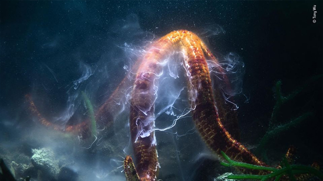 © Tony Wu, Wildlife Photographer of the Year Fortpflanzungstanz eines großen Seesterns im Meerwasser