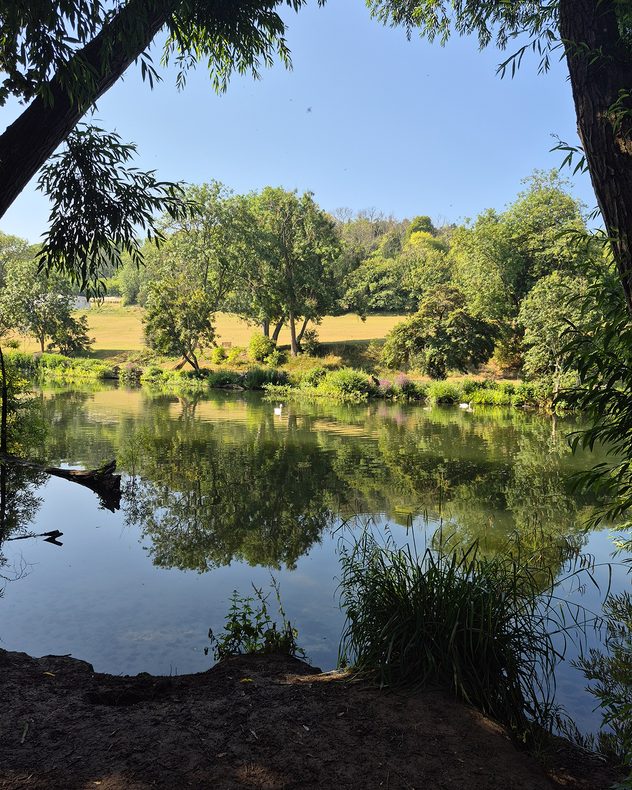 Calm lake reflecting lush green trees beneath a clear blue sky, with reeds and overhanging branches framing the water, sunlit grass, and a few white waterbirds on the far bank.